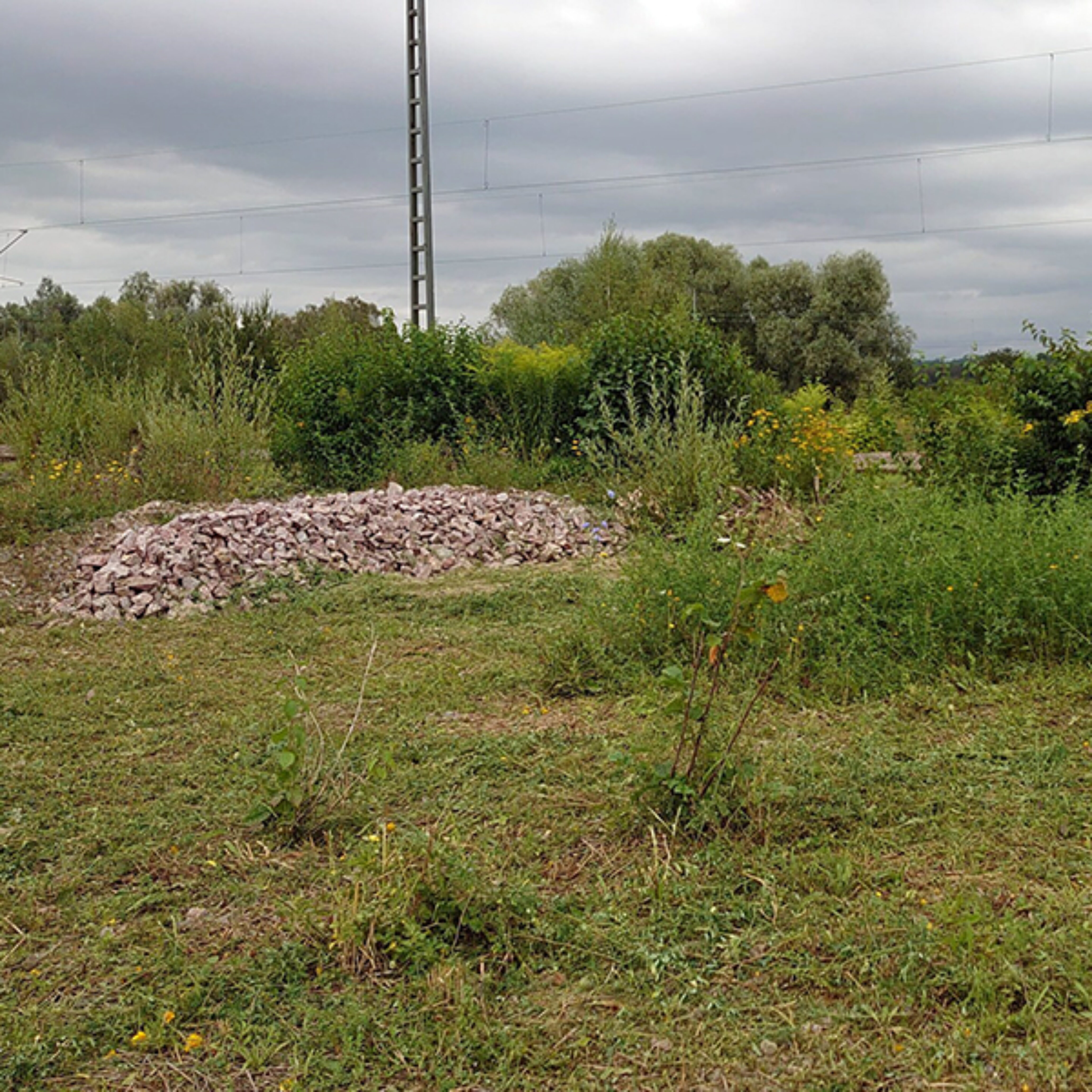 Habitatpflege (Sandlinse jäten, Mosaikmahd)