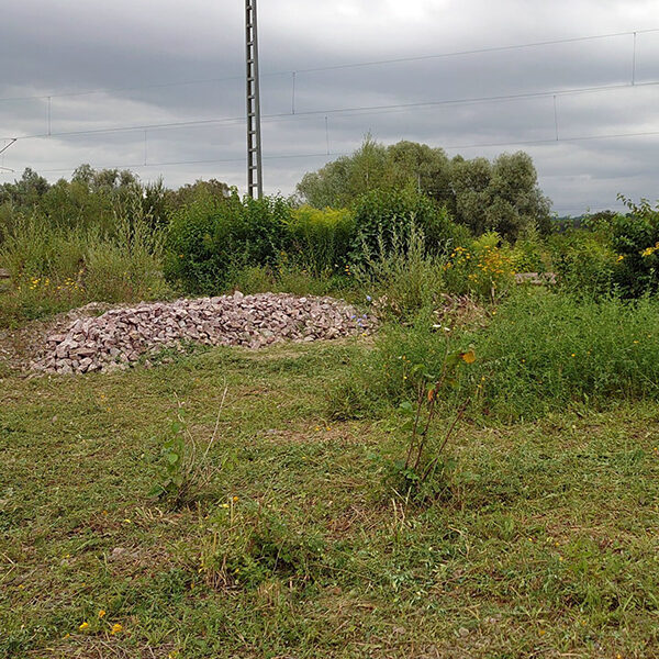 Habitatpflege (Sandlinse jäten, Mosaikmahd)