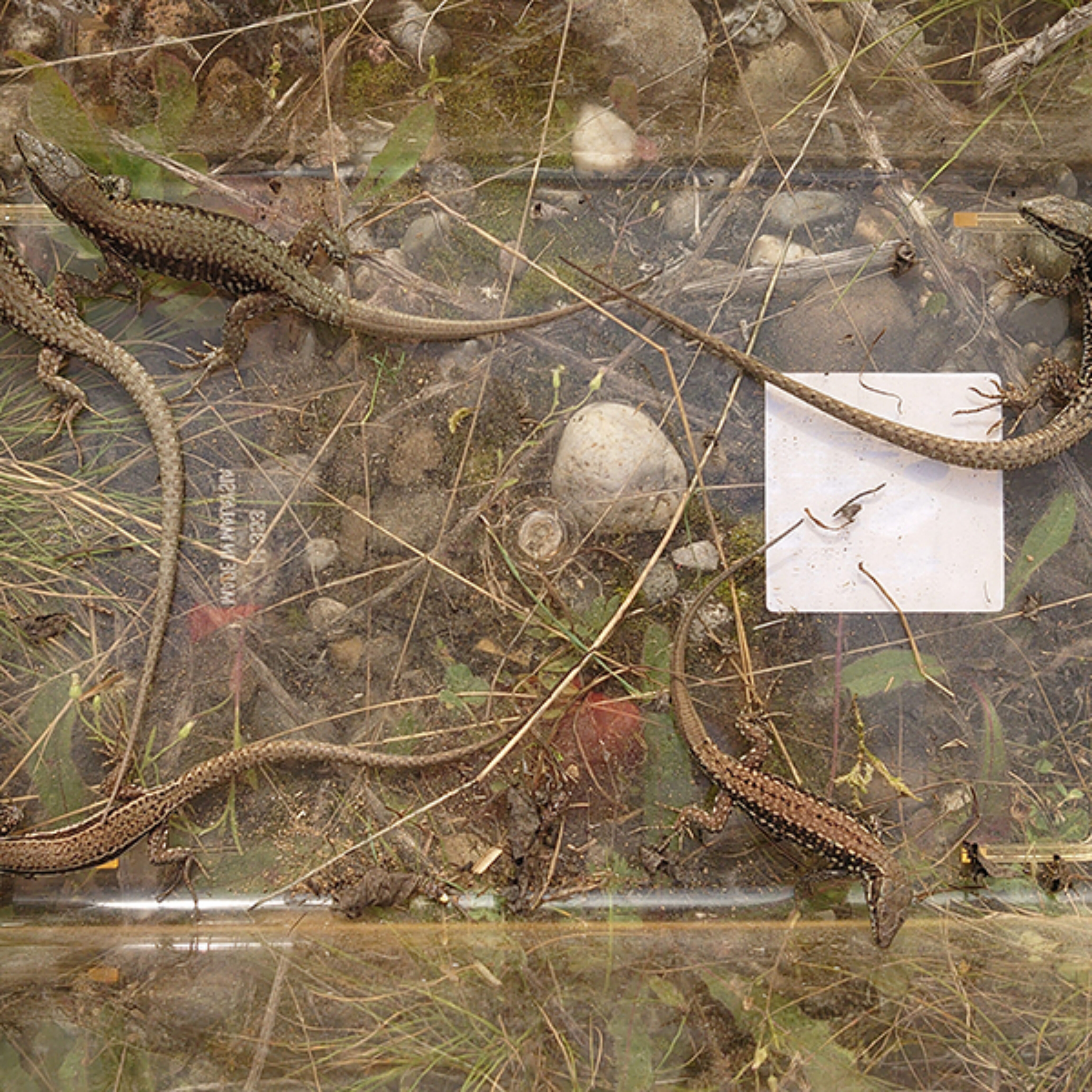 Reptilien-und Amphibienabfang
