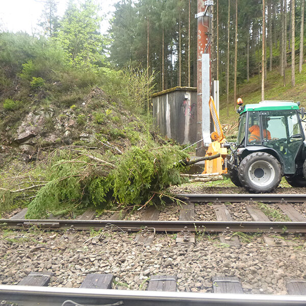 Baumfällung